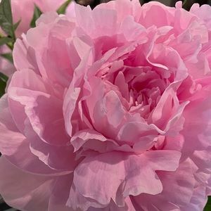 Meet your Posher, Gianna